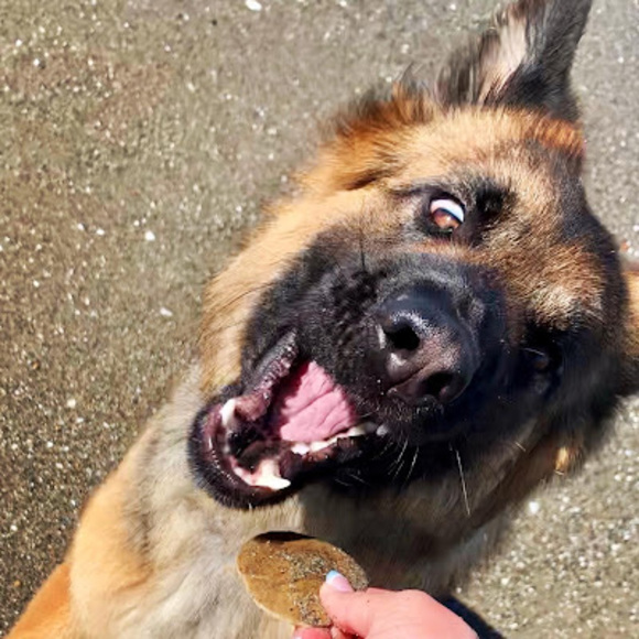 Meet your Posher, Mayla - Picture 1 of 1